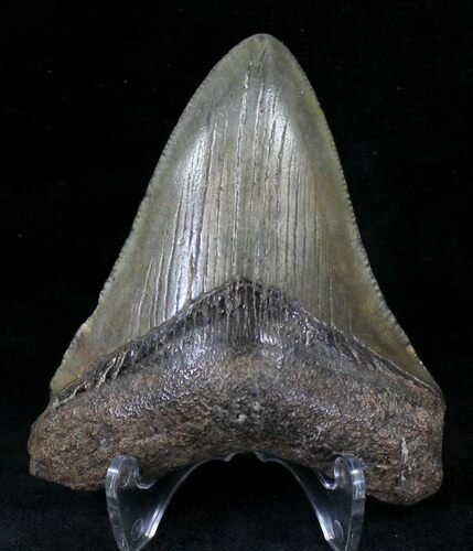 Megalodon Tooth - South Carolina #21253